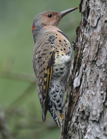 northern_flicker_yellow-shafted_207665644482