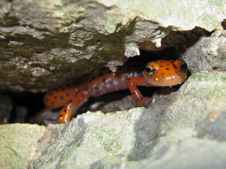 Cave_Salamander_(Eurycea_lucifuga)[1]