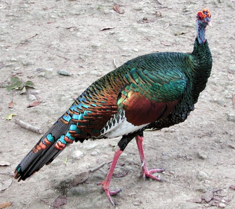 Meleagris_ocellata2 (1)