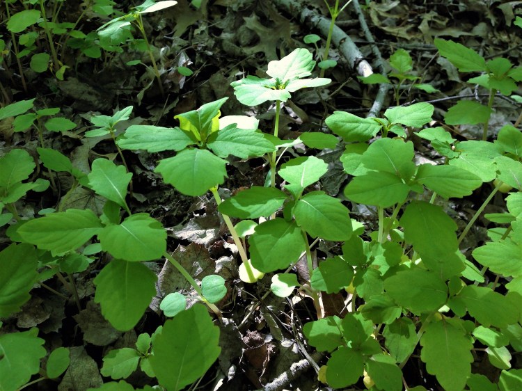 2013-05-04_16_56_00_Impatiens_capensis_seedlings_near_the_West_Branch_Shabakunk_Creek