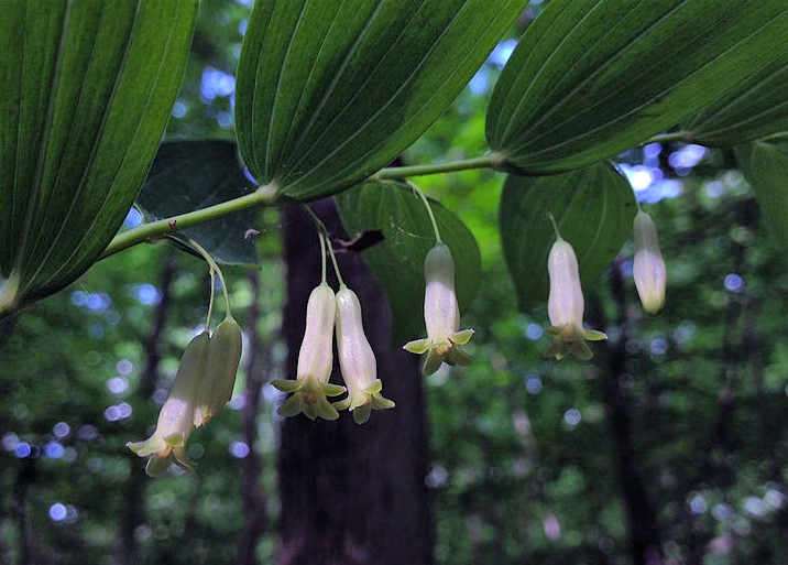 Polygonatum_biflorum_-_Smooth_Solomons_Seal_3