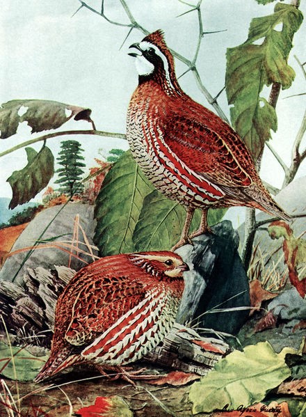 440px-Colinus_virginianusAAP040CA