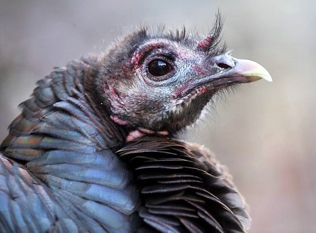 DHICT4FZJQI6LBYZFVI37EIILA