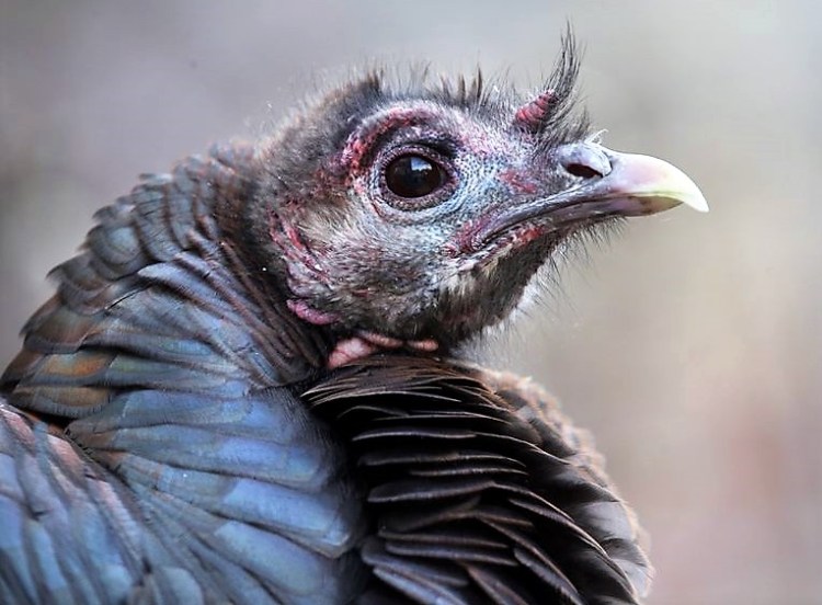 DHICT4FZJQI6LBYZFVI37EIILA