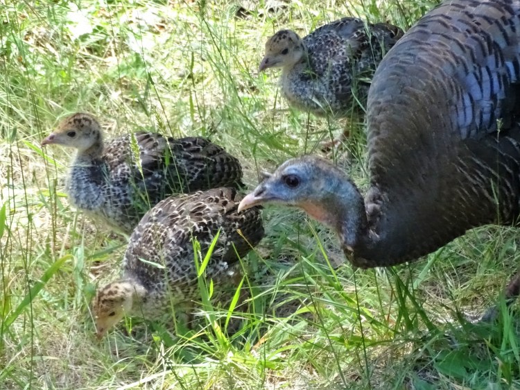 Three-Wild-Turkey-chicks-with-mom-by-Esther-Shain