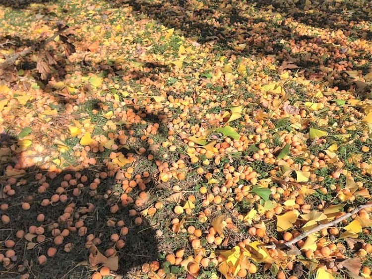 2014-11-02_12_14_11_Ginkgo_fruit_on_the_ground_at_the_Ewing_Presbyterian_Church_Cemetery_in_Ewing,_New_Jersey