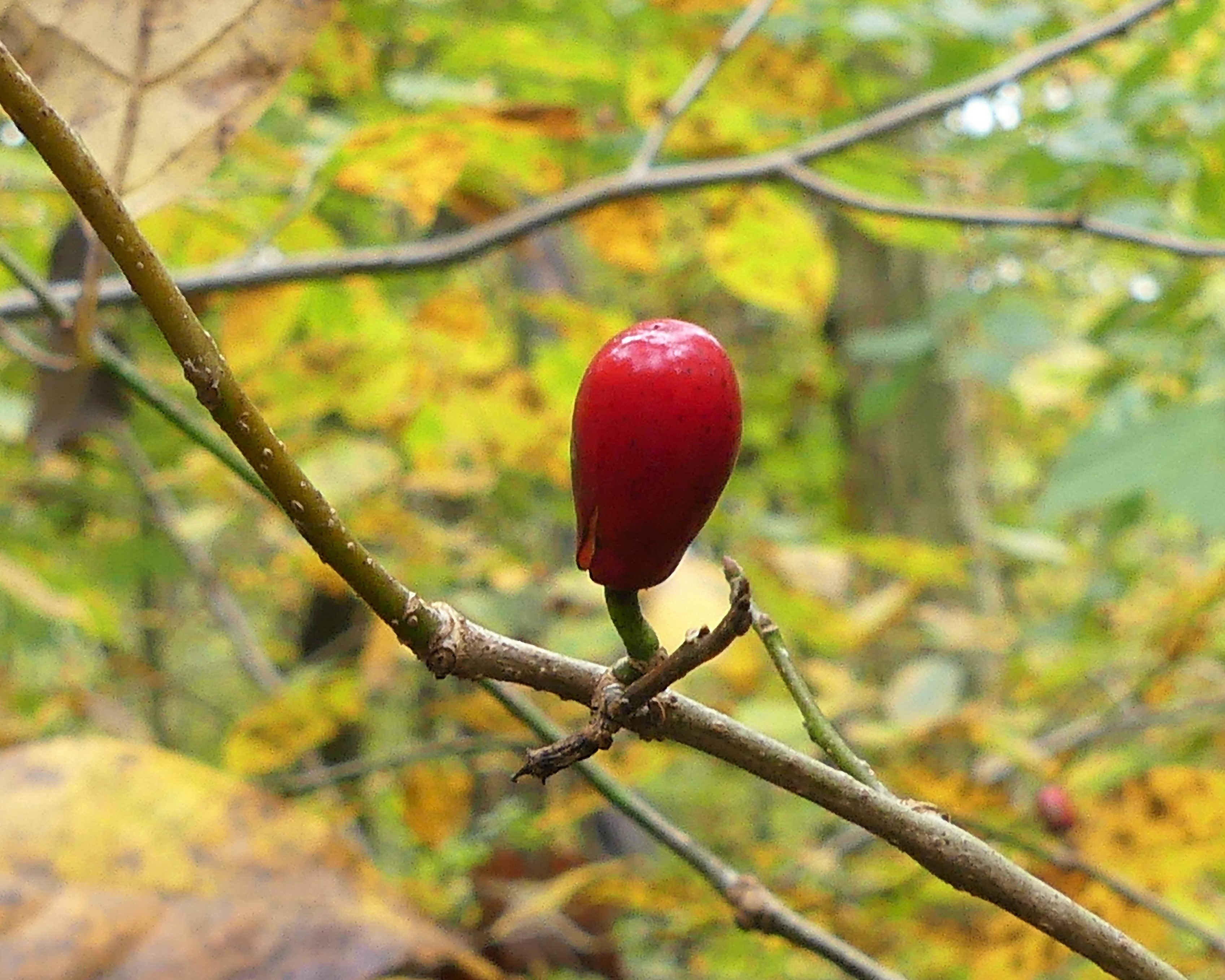 11/3/21 Spicebush Homage – one forest fragment